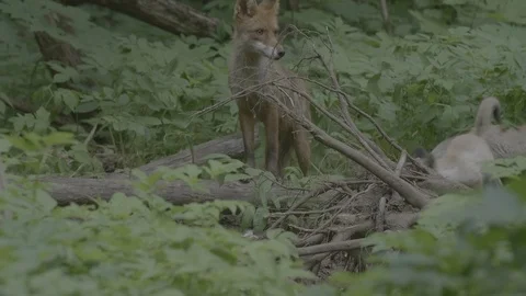 Red Fox (Vulpes vulpes) Stock Footage 125543596