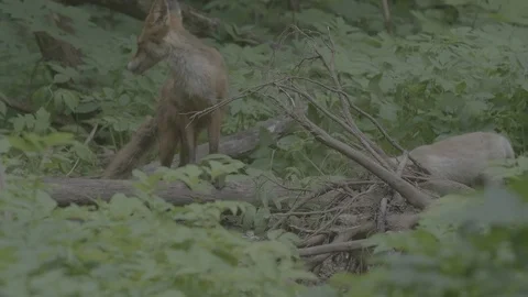 Red Fox (Vulpes vulpes) Stock Footage 125543597