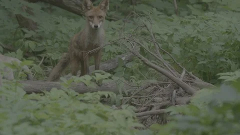 Red Fox (Vulpes vulpes) Stock Footage 125543674