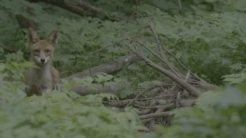 Red Fox (Vulpes vulpes) Stock Footage 125544870