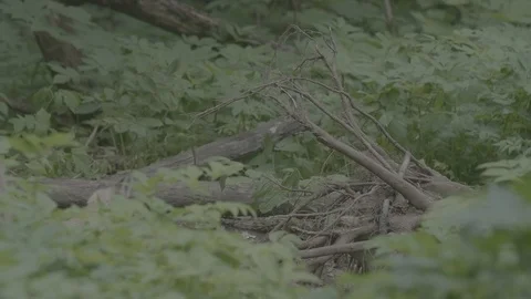 Red Fox (Vulpes vulpes) Stock Footage 125545738
