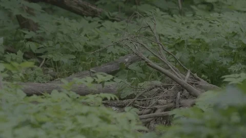 Red Fox (Vulpes vulpes) Stock Footage 125546240