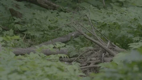 Red Fox (Vulpes vulpes) Stock Footage 125546399