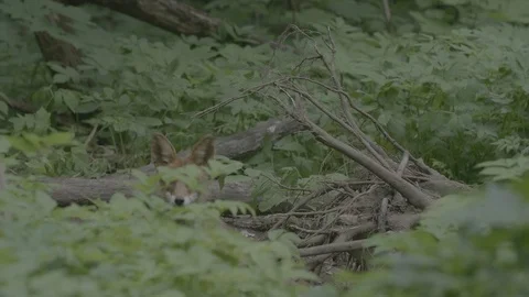 Red Fox (Vulpes vulpes) Stock Footage 125546708