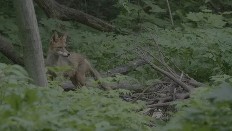 Red Fox (Vulpes vulpes) Stock Footage 125547592
