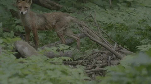Red Fox (Vulpes vulpes) Stock Footage 125548084