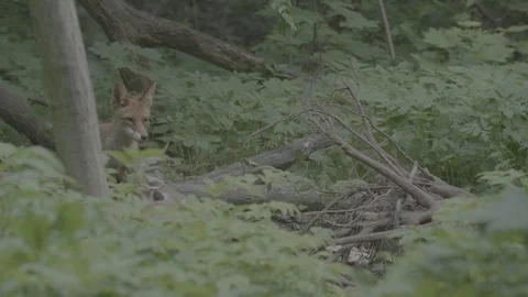 Red Fox (Vulpes vulpes) Stock Footage 125548443