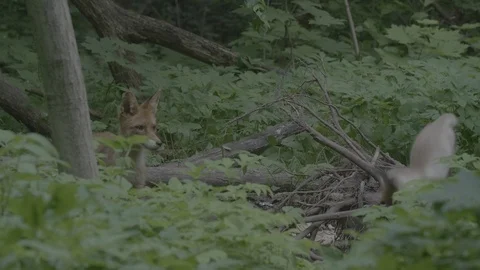 Red Fox (Vulpes vulpes) Stock Footage 125549267