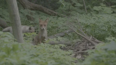 Red Fox (Vulpes vulpes) Stock Footage 125549415