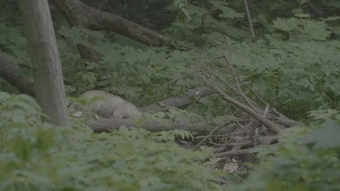 Red Fox (Vulpes vulpes) Stock Footage 125552259