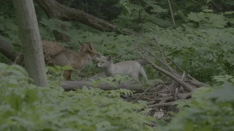 Red Fox (Vulpes vulpes) Stock Footage 125552679