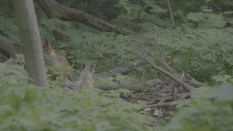 Red Fox (Vulpes vulpes) Stock Footage 125552770