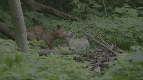 Red Fox (Vulpes vulpes) Stock Footage 125553259