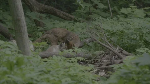 Red Fox (Vulpes vulpes) Stock Footage 125554413