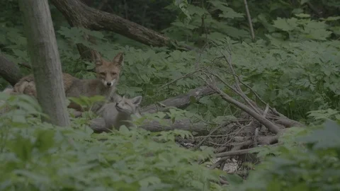 Red Fox (Vulpes vulpes) Stock Footage 125554545