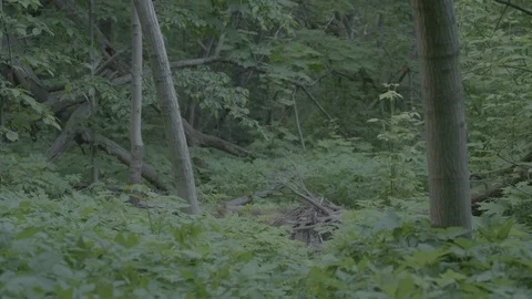 Red Fox (Vulpes vulpes) Stock Footage 125558704