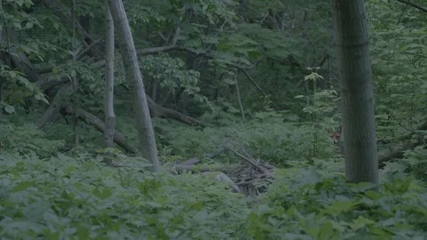 Red Fox (Vulpes vulpes) Stock Footage 125560286