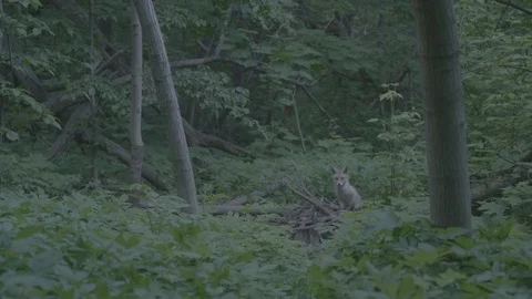 Red Fox (Vulpes vulpes) Stock Footage 125561730