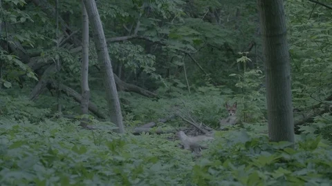 Red Fox (Vulpes vulpes) Stock Footage 125562344