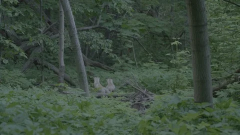 Red Fox (Vulpes vulpes) Stock Footage 125565068