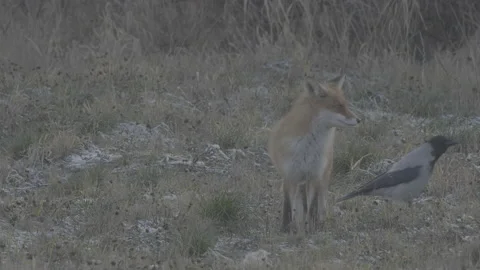 Red Fox (Vulpes vulpes) Stock Footage 163643542