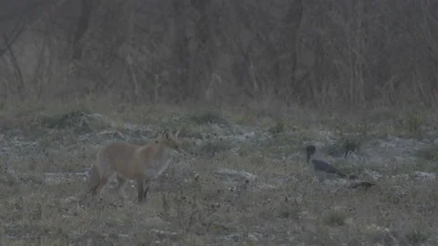 Red Fox (Vulpes vulpes) Stock Footage 163643613