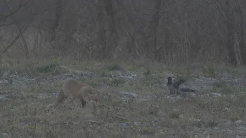 Red Fox (Vulpes vulpes) Stock Footage 163643736