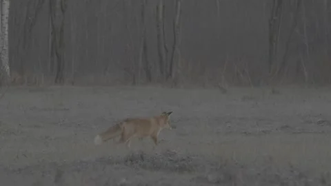 Red Fox (Vulpes vulpes) Stock Footage 163643837