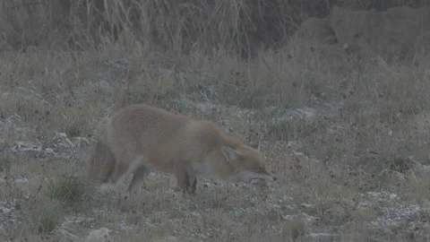 Red Fox (Vulpes vulpes) Stock Footage 163643934