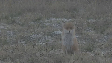 Red Fox (Vulpes vulpes) Stock Footage 163644193