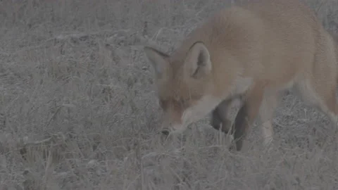 Red Fox (Vulpes vulpes) Stock Footage 163644288