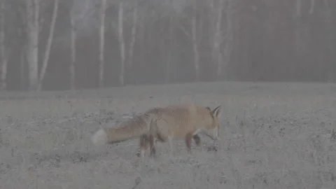 Red Fox (Vulpes vulpes) Stock Footage 163644620