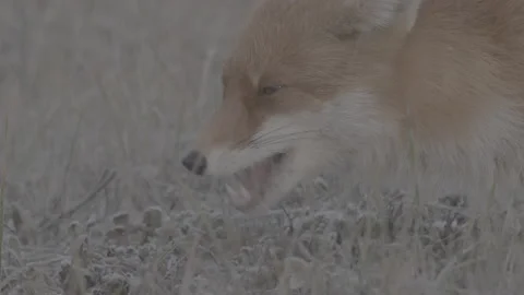 Red Fox (Vulpes vulpes) Stock Footage 163644677