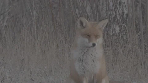 Red Fox (Vulpes vulpes) Stock Footage 163644853