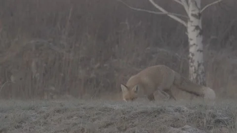 Red Fox (Vulpes vulpes) Stock Footage 163644875