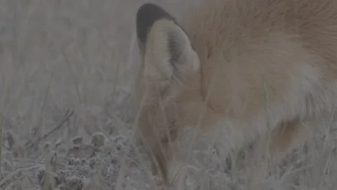 Red Fox (Vulpes vulpes) Stock Footage 163644884