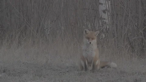 Red Fox (Vulpes vulpes) Stock Footage 163645001