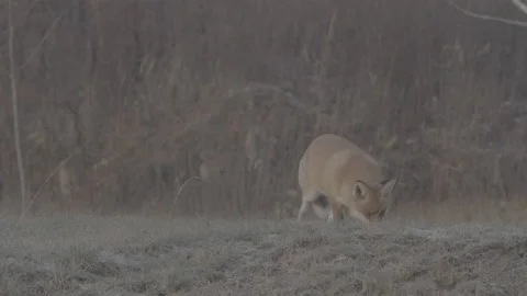 Red Fox (Vulpes vulpes) Stock Footage 163645094
