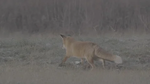 Red Fox (Vulpes vulpes) Stock Footage 163645281