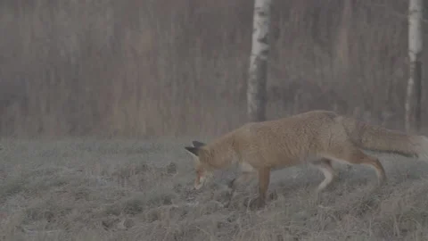 Red Fox (Vulpes vulpes) Stock Footage 163645329