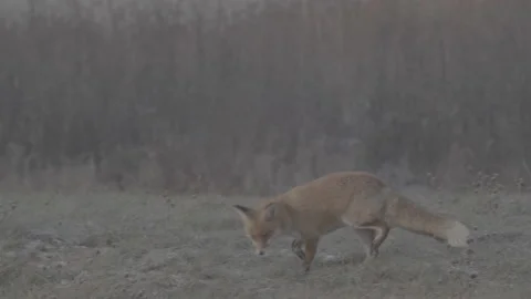 Red Fox (Vulpes vulpes) Stock Footage 163645474