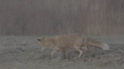 Red Fox (Vulpes vulpes) Stock Footage 163645582