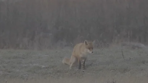 Red Fox (Vulpes vulpes) Stock Footage 163645649