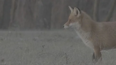 Red Fox (Vulpes vulpes) Stock Footage 163645678