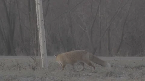 Red Fox (Vulpes vulpes) Video stock 163645769