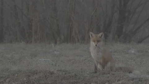 Red Fox (Vulpes vulpes) Stock Footage 163645844