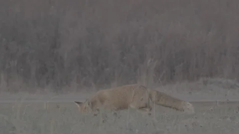 Red Fox (Vulpes vulpes) Stock Footage 163646218