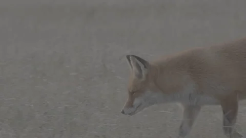 Red Fox (Vulpes vulpes) Stock Footage 163646266