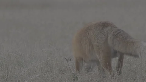Red Fox (Vulpes vulpes) Stock Footage 163646326
