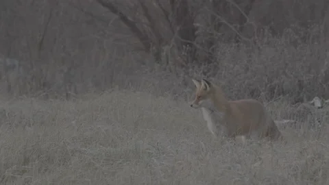 Red Fox (Vulpes vulpes) Stock Footage 163646352